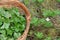 The leaves of the cloudberry in the basket in the swamp for a medicinal herbal tea