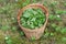 The leaves of the cloudberry in the basket in the swamp for a medicinal herbal tea