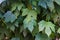 Leaves of Cnidoscolus aconitifolius or chaya plants on nature background.