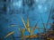 Leaves of coastal reeds over a small pond