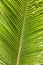 Leaves coconut - Palm Tree Leaves