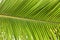 Leaves coconut - Palm Tree Leaves