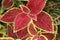 a Leaves of coleus plant. the nature concept image