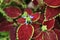 a Leaves of coleus plant. the nature concept image