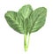 Leaves of collards on background