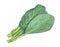 Leaves of collards on background,Chinese kale