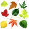 Leaves collection