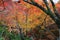 The Leaves color change in tofukuji temple at kyoto in Japan