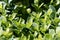 Leaves of a common box bush, Buxus sempervirens