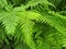 Leaves of the common bracken fern Pteridium aquilinum L. Kuhn