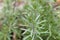 Leaves of common cleavers, Galium aparine