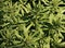Leaves of common cleavers, Galium aparine in the spring. it is used for the treatment of ulcers and in burn compresses. Medicinal