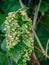 Leaves of Common Grape Vine leaf. Wine leaf with leaf galls parasite