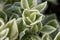 Leaves of a common ice plant Mesembryanthemum crystallinum