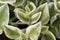 Leaves of a common ice plant Mesembryanthemum crystallinum