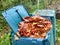 Leaves in compost bin