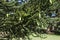 Leaves and cones of a Araucaria luxurians or coast araucaria tree which is endemic to New Caledonia