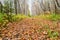 leaves covered path in the wood