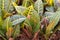 leaves of the croton flower in different colors. Houseplant Codiaeum variegatum