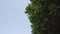 Leaves on crown of an oak tree begin move due to gust of wind against blue sky.