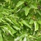 Leaves of the Cucumber tree, Magnolia acuminata