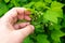 Leaves of currant. Symptoms of currant leaf damage by blackcurrant aphid or Aphis schneideri