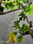 leaves on dark gray background against sky in scorching heat