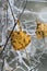 Leaves and Dew on Web at Abernethy Forest in Scotland.