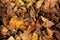 Leaves in dicember, autumn background, close up