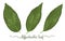 Leaves of diffenbachia elements set. Botany hand drawn graphic i