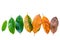 Leaves of different age of jack fruit tree on white wooden background. Ageing and seasonal concept colorful leaves with flat lay