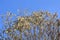 Leaves dried on tree