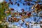 Leaves Drying up on Apple Blossom Tree with Red Berries