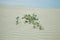 Leaves in the dunes of De hoop nature reserve