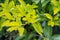 Leaves of Duranta erecta or golden dewdrop, pigeon berry