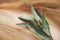 Leaves of Eucalyptus in abstract fishnet background.