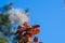 Leaves of European smoketree in a sunny November day