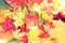 Leaves - fall leaf background texture