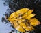 Leaves fall in puddles, water reflection