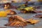 Leaves Fallen on a Sidewalk in Autumn