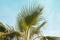 Leaves of Fan palm Washingtonia robusta against blue sky