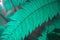 Leaves of fern background photo