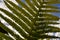 Leaves fern from below on a sky background