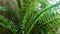 The leaves of ferns or suplir plants are green which have spores on the underside of the leaves, have brown stalks