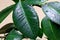 Leaves of Ficus elastica. Drops of rain on green leaves. House plant. Rubber plant