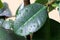 Leaves of Ficus elastica. Drops of rain on green leaves. House plant. Rubber plant