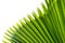 Leaves of Fiji Fan Palm or Crown Palm