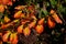 The leaves are firm, green in color. autumn are painted in shades of yellow and orange. It blooms during January and smells beau