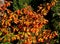 The leaves are firm, green in color. autumn are painted in shades of yellow and orange. It blooms during January and smells beau