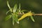 The leaves and flower of a White Weeping or Weeping Willow Tree, Salix alba, growing at the edge of water in spring.